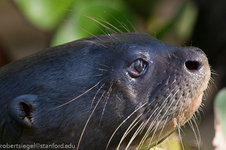 giant river otter